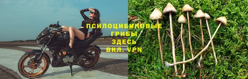 Галлюциногенные грибы Magic Shrooms  Алапаевск 